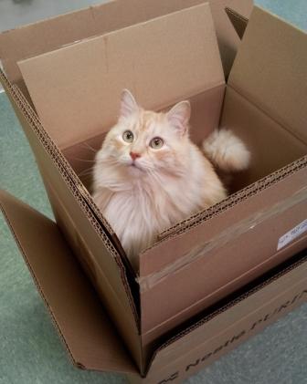 Omi in boxes