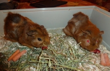 "Petunia" and "Agnes" enjoying strawberries and carrots.